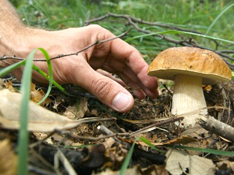 Raccolta funghi in Trentino