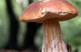 funghi porcini in liguria